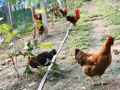 -马陆小张葡萄园农家乐