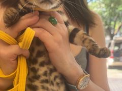 -瑞派康怡24h宠物医院·犬猫医疗中心·微创绝育(瑞景分院)