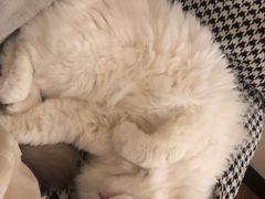 -滚猫咖啡·猫咖·猫友好撸猫(未来城店)