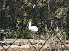 -红山森林动物园