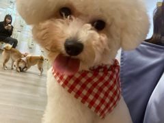 -柴迷FANS CLUB·柴犬狗咖·猫咖