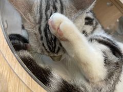 -飞行喵MR PILOT|猫舍·猫咖(静安大融城店)