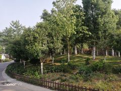 -合肥滨湖国家森林公园