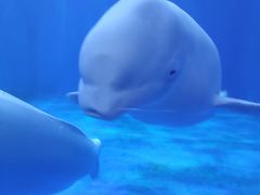 -多彩贵州城极地海洋世界