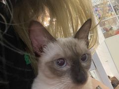 -李小姐の猫咖啡馆(五角场店)