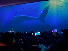 -烟台海昌鲸鲨海洋公园