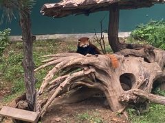 -大连森林动物园