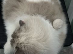 -爱洗澡的猫(望京店)