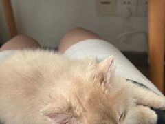 -瑞鹏宠物医院·骨科·猫科·内科(第一中心)