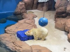 -海合安武汉极地海洋公园