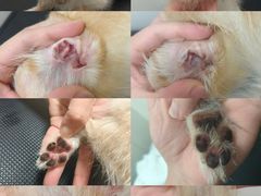 -悠尼宠物·独立低压伊珊娜洗护·美容·寄养(兰谷路店)