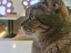 -喵园·猫主题咖啡厅·撸猫·猫咖(国贸店)