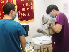 -创凡宠物医院·骨专科  猫科中心(西乡分院)
