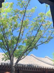 -花家怡园·宴会厅(簋街四合院总店)