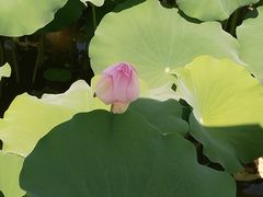 -金山公园