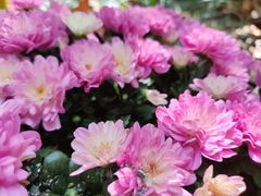 -杭州植物园