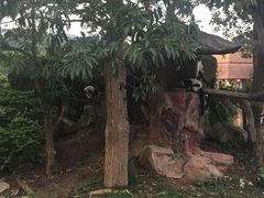 -清迈夜间动物园
