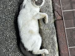 -椰吉满•鲜椰饮品(侨港黑金冠好店)