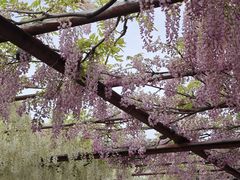 -嘉定紫藤园
