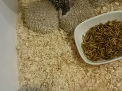 -藦茜花园宠物主题亲子互动体验馆(国顺东路店)