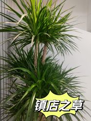-AiCure 埃可儿·韩国医学皮肤管理