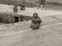 -黔灵山公园