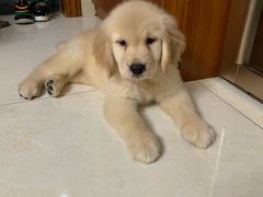 -翊宠yipet猫狗购宠庄园犬舍•猫舍