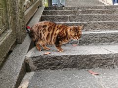 -韬光茶庵