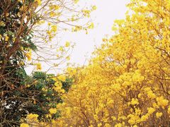 -天适樱花悠乐园