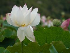 -安龙招堤