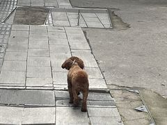 -Devils’ Brewery小恶魔精酿啤酒(武汉天地店)