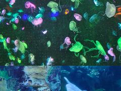 -珠海长隆海洋王国