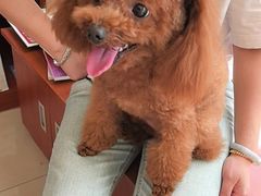 -艾贝尔宠物医院 ·内科全科(梁溪路店)