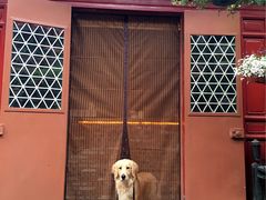 -百好乐宠物友好餐厅(朝外大街店)