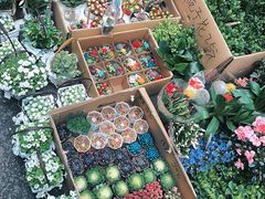 -循礼门鲜花花市(武汉循礼门店)