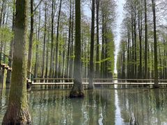 -渌洋湖湿地公园