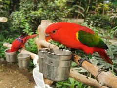 -南宫五洲植物乐园