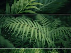 -中国科学院华南植物园