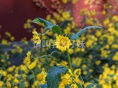 -香山公园