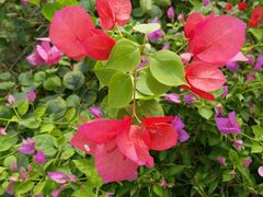 -南通洲际绿博园