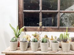 -素咫咖啡CLIFEROSE