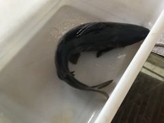 江团-鲜椒鱼·雅安地标性美食