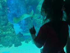 -芜湖新华联大白鲸海洋公园