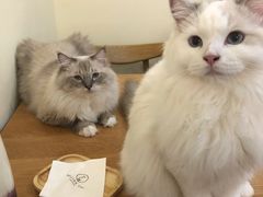 -滚猫咖啡·猫咖·猫友好撸猫(未来城店)