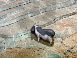 -Zoolung Zoolung动物主题公园(海信广场店)