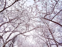 -桃花堤公园