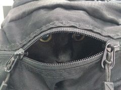 -纳吉亚猫专科动物医院博雅分院