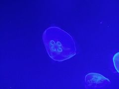 -暹罗海洋世界