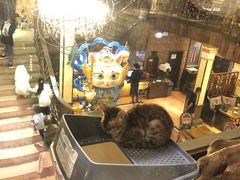 -more than meow吴止猫主题餐厅(承德 中船汇店)