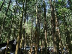 -重庆睡佛山森林公园